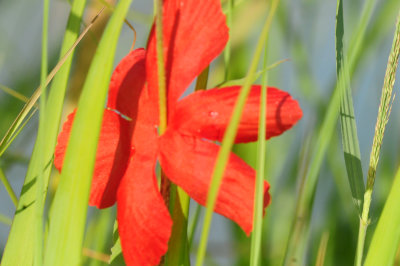 620countyredflower