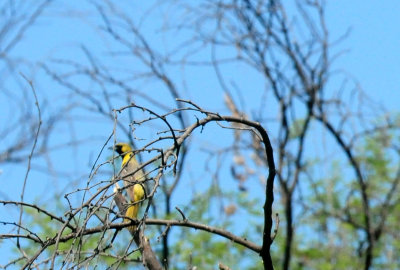 627countyorchardoriole22222222222.JPG
