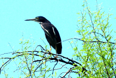 627countygreenheron4444444444.JPG