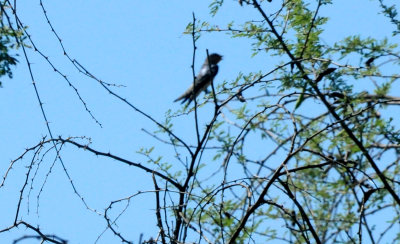 627countyswallow.JPG