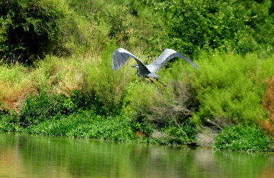 627countygreatblueheron