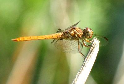 76countyskimmer2222222222222.JPG