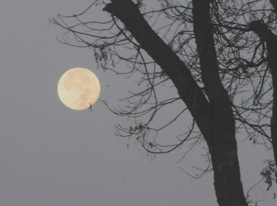 714countymoon122222222.JPG