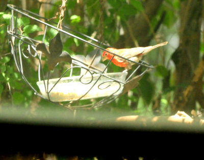 717county.housefinch222222222.JPG