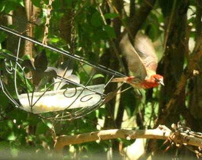 717county.housefinch44444444.JPG