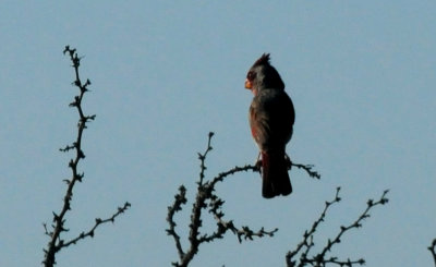 720county.pyrrhuloxia8888888.JPG