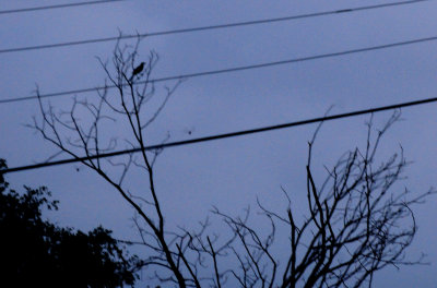 721countyearlyblackbird.JPG