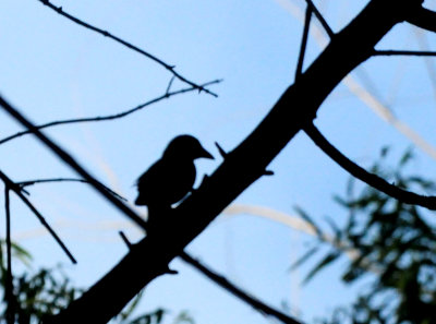 723countylbird2222222.JPG