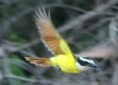 723countylgreatkiskadee4444444444.JPG