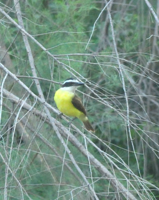 723countylgreatkiskadee333333333.JPG