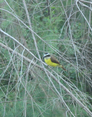 723countylgreatkiskadee.JPG