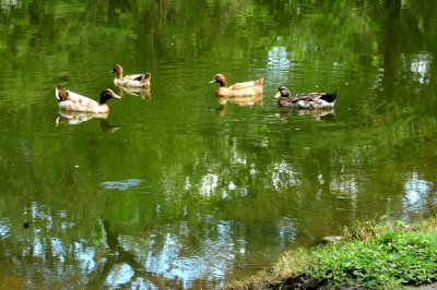 724countycityparkducks.JPG