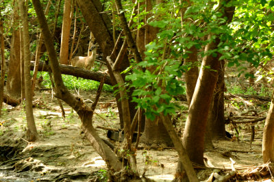 724countycityparkdeer.JPG