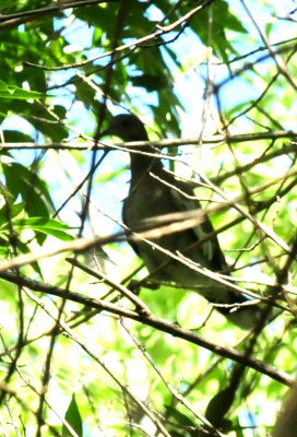 724countycityparkwhitewinged222222222.JPG