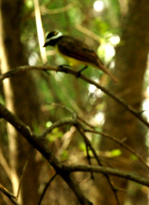 724countycityparkkiskadee2.JPG