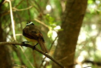 724countycityparkkiskadee3.JPG