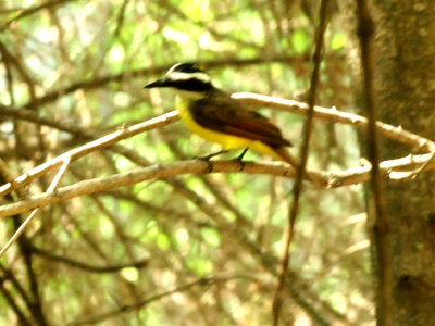 724countycityparkkiskadee55.JPG