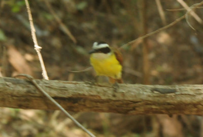 724countycityparkkiskadee20.JPG
