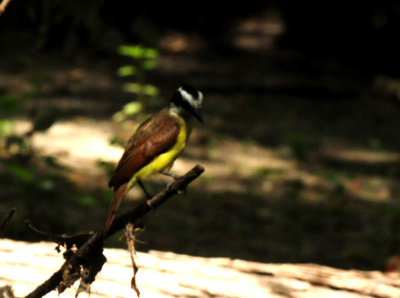 724countycityparkkiskadee26.JPG