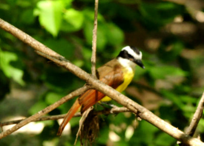 724countycityparkgreatkiskadee31.JPG