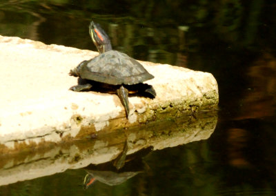 724countycityparkredearedslider.JPG