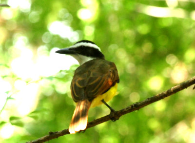 724countycityparkgreatkiskadee18.JPG