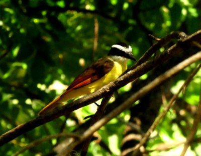 727countygreatkiskadee.JPG
