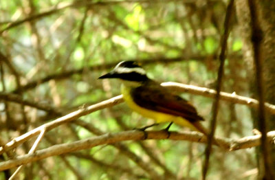 727countykiskadee.JPG