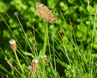 DSC_6980.JPG