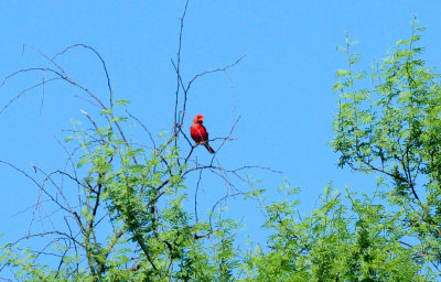 730countycardinal.JPG