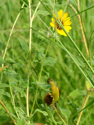 731cook'slessergoldfinch.JPG