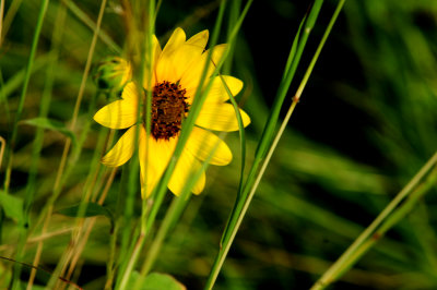 731cook'sdaisy.JPG