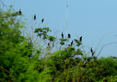 731cook'sneotropics11111.JPG