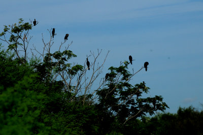 731cook'sneotropics2222222222.JPG