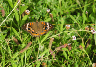731cook'scommonbuckeye111111111.JPG