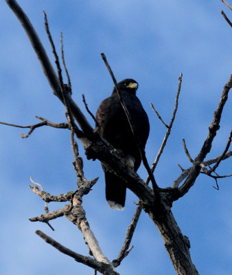 g12/63/778763/3/173025069.2sEeacU3.jpg