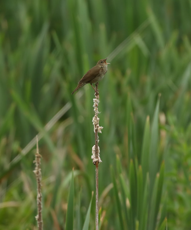River Warbler / Flodsångare (Locustella fluviatilis)