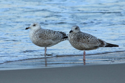 Vega Gull / Vegatrut (Larus vegae)