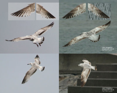 Mongolian gull / Mongoltrut (Larus mongolicus)