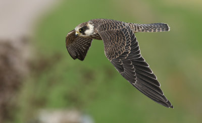 Red-footed Falcon / Aftonfalk (Falco vespertinus)