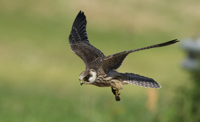 Red-footed Falcon / Aftonfalk (Falco vespertinus)