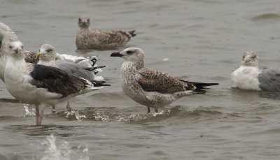 Yellow-legged Gull / Medelhavstrut (Larus michahellis)