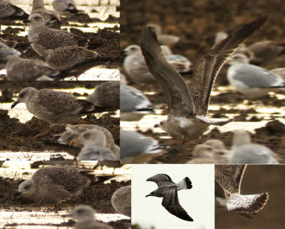 Yellow-legged Gull / Medelhavstrut (Larus michahellis)