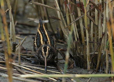 Jack Snipe / Dvärgbeckasin (Lymnocryptes minimus)