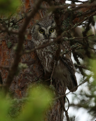 Tengmalm's Owl / Pärluggla (Aegolius funereus)