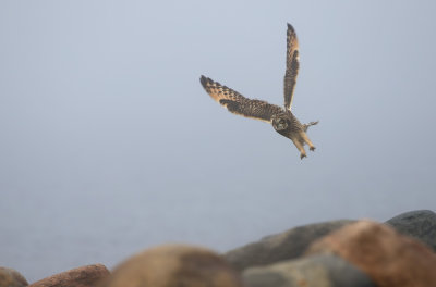 Short-eared Owl / Jorduggla (Asio flammeus)