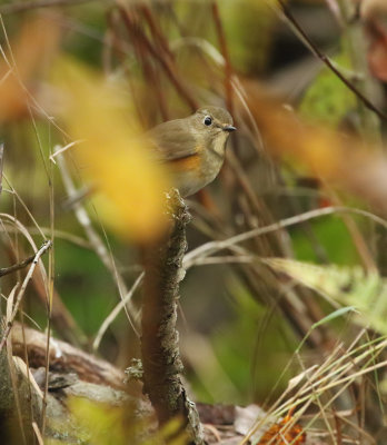 Red-flanked Blutail / Taigablåstjärt (Tarsiger cyanurus)