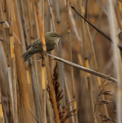 Chiffchaff / Gransångare (Phylloscopus collybita)
