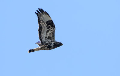 Rough-legged Buzzard / Fjällvråk (Buteo lagopus)