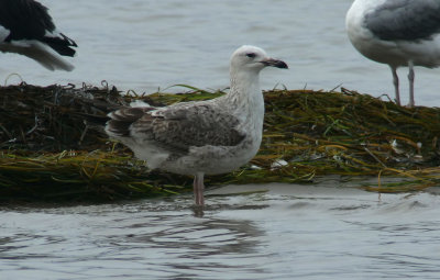 Caspian Gull / Kaspisk trut (Larus cachinnans)